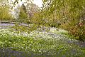 bluebells & garlic